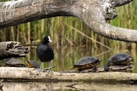 05 Fulica atra (Folaga)